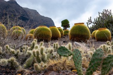 Önünde kaktüs olan kaktüs..