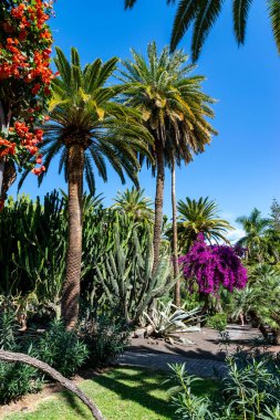 Palmiye ağaçları ile Bahçe