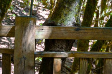 Arkasında ağaç olan ahşap bir çit.