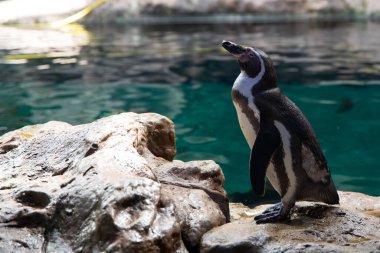 Hayvanat bahçesindeki penguen.