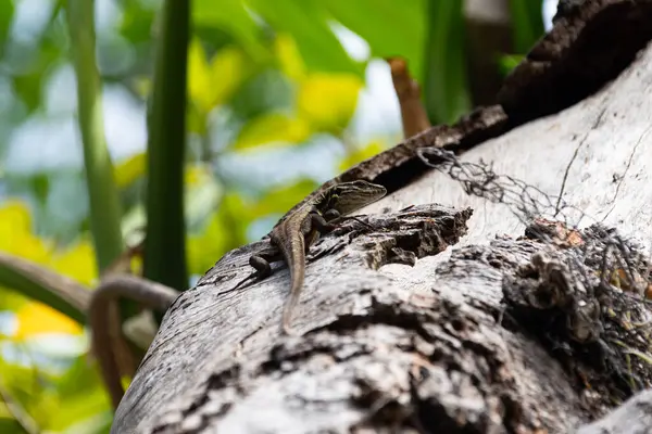 Ağaçtaki bir kertenkeleye yaklaş