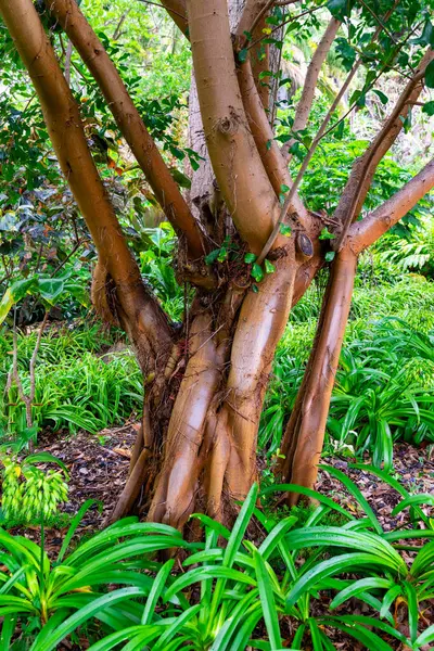Bahçedeki yeşil ağaç