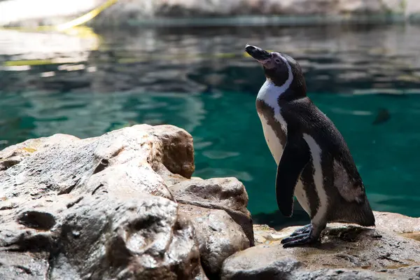 Hayvanat bahçesindeki penguen.