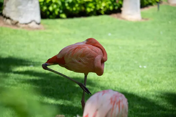 Bahçedeki yaprakların arka planında flamingo