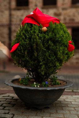 Cüce gibi giyinmiş küçük çalılar.