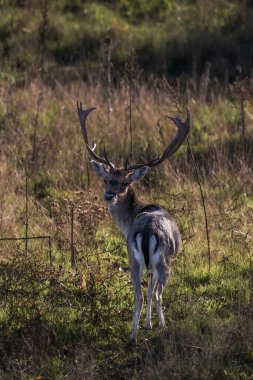 Kızgın yüzüyle horoz ötüyor.