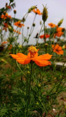 The beautiful orange flowering plant originates from Mexico clipart