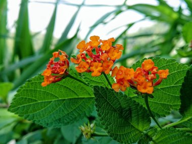 Orange flowers against green grass background clipart