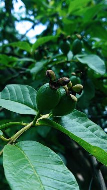 Two young guavas growing on a tree trunk, with a blurry background of green leaves, macro clipart