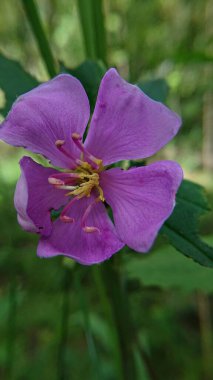 Purple flowering wild plant, melastomataceae, with blur background macro clipart