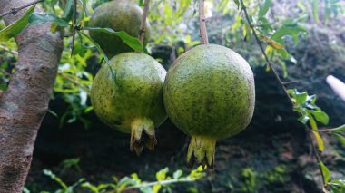 Sapında yeşil nar koleksiyonu, bulanık arkaplan