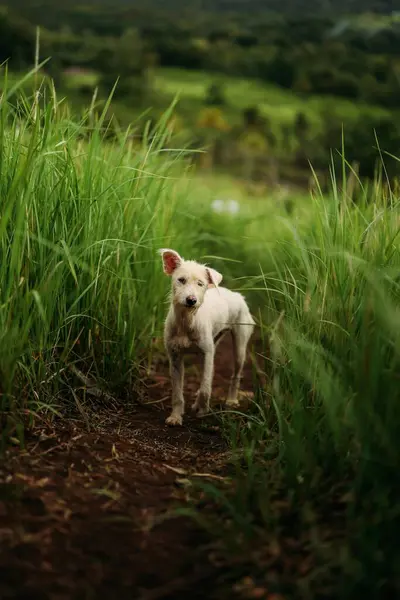 Yeşil bir alanda güzel beyaz bir köpeğin yakın plan çekimi.
