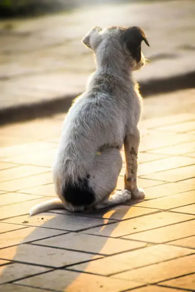 Küçük bir köpek sabırla caddede oturur, yola bakarken arkadan yakalanır. Umutlu bir duruş ve özenli kulaklarla, sevilen birini bekleyen sadakat ve beklentiyi somutlaştırır..
