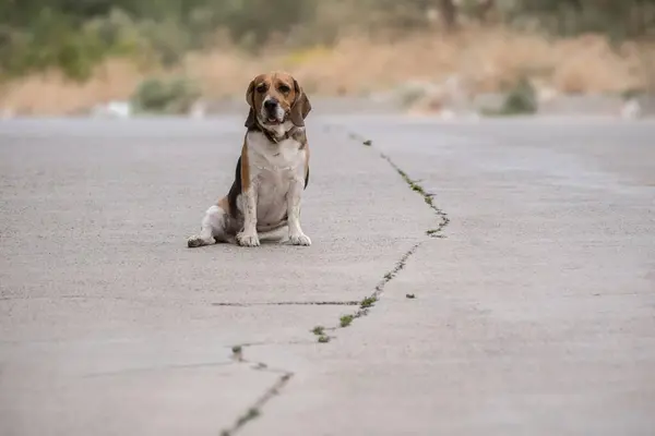 Çekici bir köpek güneşli beton bir yolda oturuyor, tüyleri hafif hafif esintiyle savruluyor. Meraklı bir bakış ve sallanan kuyruğuyla kaygısız anların ve sadık dostluğun özünü yakalar..