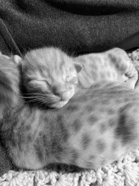 Kanepede siyah beyaz çizgili şirin bir kedi yavrusu. siyah arkaplan