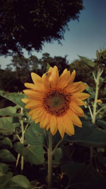 Güzel botanik fotoğrafı, doğal duvar kağıdı.