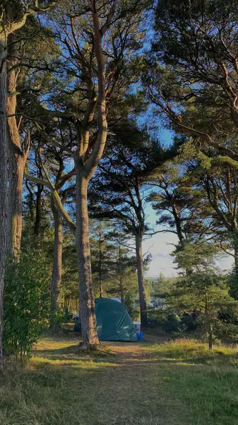 Ormanın güzel manzarası