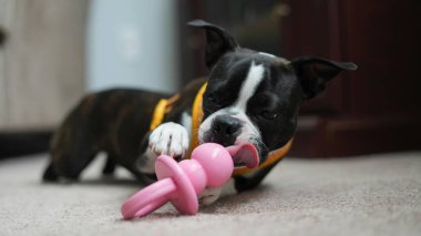 Köpek odada oyuncakla oynuyor.