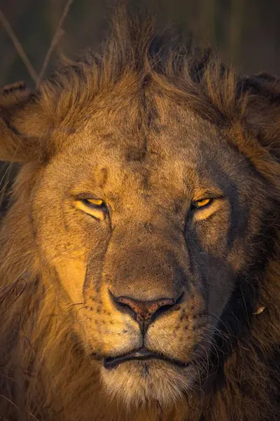 Güney Afrika 'daki Kruger Ulusal Parkı' nda büyük gözlü bir erkek aslanın portresi.
