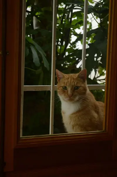 Beyaz arka planı olan kırmızı kedi.