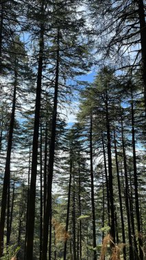 Ormanın güzel manzarası