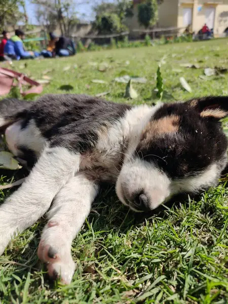 Çimlerin üzerinde yatan bir köpek