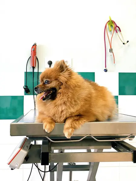 Veteriner kliniğinde köpek bakıcısı.