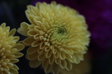 Sarı kasımpatı çiçeği yakından, makro fotoğrafçılık, seçici odaklanma