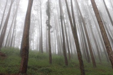 Çam ağacı orman siste