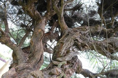 Sert desenli güçlü buruşuk ağaç gövdesi aşağıdan görünüyor.