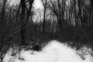 Karlı ve ağaçlı kış ormanı