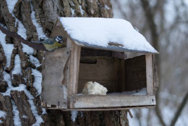 Küçük ev kardaki ağaçta duruyor.