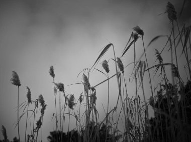 çimenler, çiçekler ve bitkiler, doğal arka plan