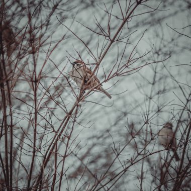 Kış ormanında bir ağaç dalında serçe.