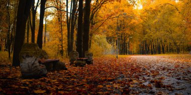 Ağaçlar ve yapraklarla dolu güzel bir manzara