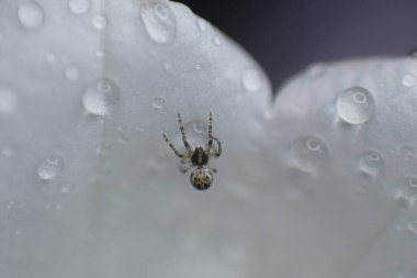 Örümcek Ağ Üzerinde