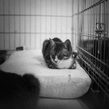 içinde belgili tanımlık sığınak kedi