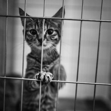 Bir kafesin içindeki tekir bir kedi yavrusunun tek krom görüntüsü, tek pençesiyle parmaklıkları kavrıyor, sanki uzanmaya çalışıyor gibi. Yavru kedinin bakışı anlamlı, merak ve hassasiyeti çağrıştırıyor..