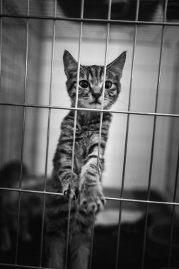 Bir kafesin içindeki tekir bir kedi yavrusunun tek krom görüntüsü, tek pençesiyle parmaklıkları kavrıyor, sanki uzanmaya çalışıyor gibi. Yavru kedinin bakışı anlamlı, merak ve hassasiyeti çağrıştırıyor..