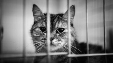 Kafesteki kedi portresi
