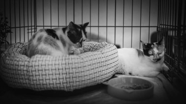 Bir kafeste dinlenen iki kedinin siyah-beyaz fotoğrafı, sakin ifadeleri bir arkadaşlık ve dayanıklılık hissini yakalıyor..