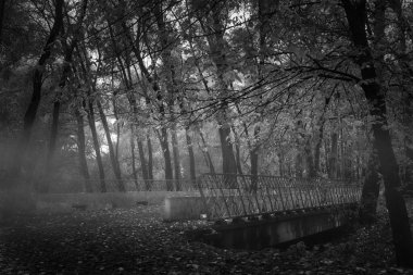 Sabah bir ormanda karanlık bir sis.