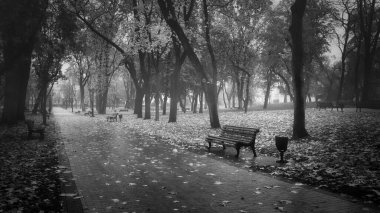 Soğuk bir sonbahar gününde banklı sakin, sisli bir park yolunun siyah beyaz fotoğrafı..