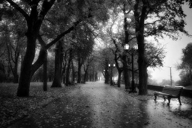 Karanlık sonbahar atmosferini çağrıştıran siyah beyaz bir resimdeki ağaçlarla dolu patikada boş bir park bankına..