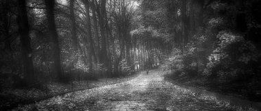 Yolun ortasında güzel bir orman manzarası.