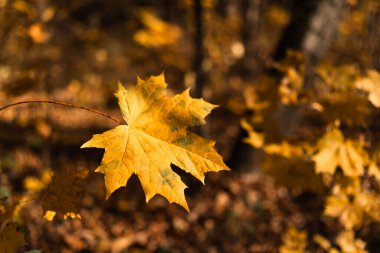 Altın akçaağaç yaprağı sonbahar ormanlarında yetişiyor. Yaprakların canlı rengi sonbaharın özünü temsil ediyor..