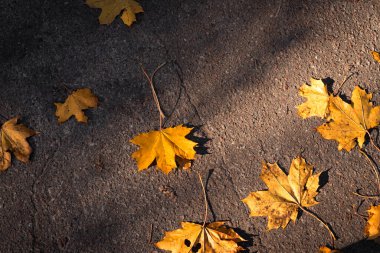 Asfalt bir yolda akçaağaç yaprakları, altın rengi gri asfalt ile çelişiyor. Görüntü sakin bir sonbahar gününü yakalar..