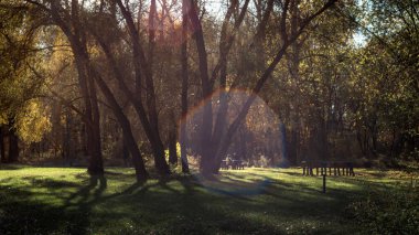 Autumn trees allow soft sunlight to filter through, creating warm hues and shadows on the forest floor in a peaceful, organic environment. clipart