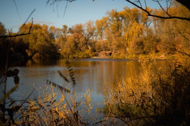 Resimli göl altın sonbahar ağaçlarıyla çevrili, ön planda otlar bu huzurlu manzaraya derinlik katıyor..