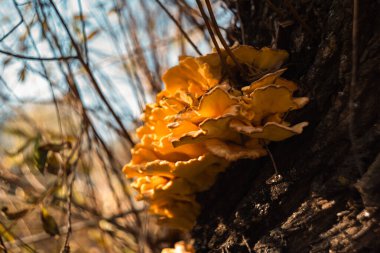 Sonbahar güneşinde bir ağacın gövdesinde yetişen sarı mantar doğal bir arka plan ile yakın plan..